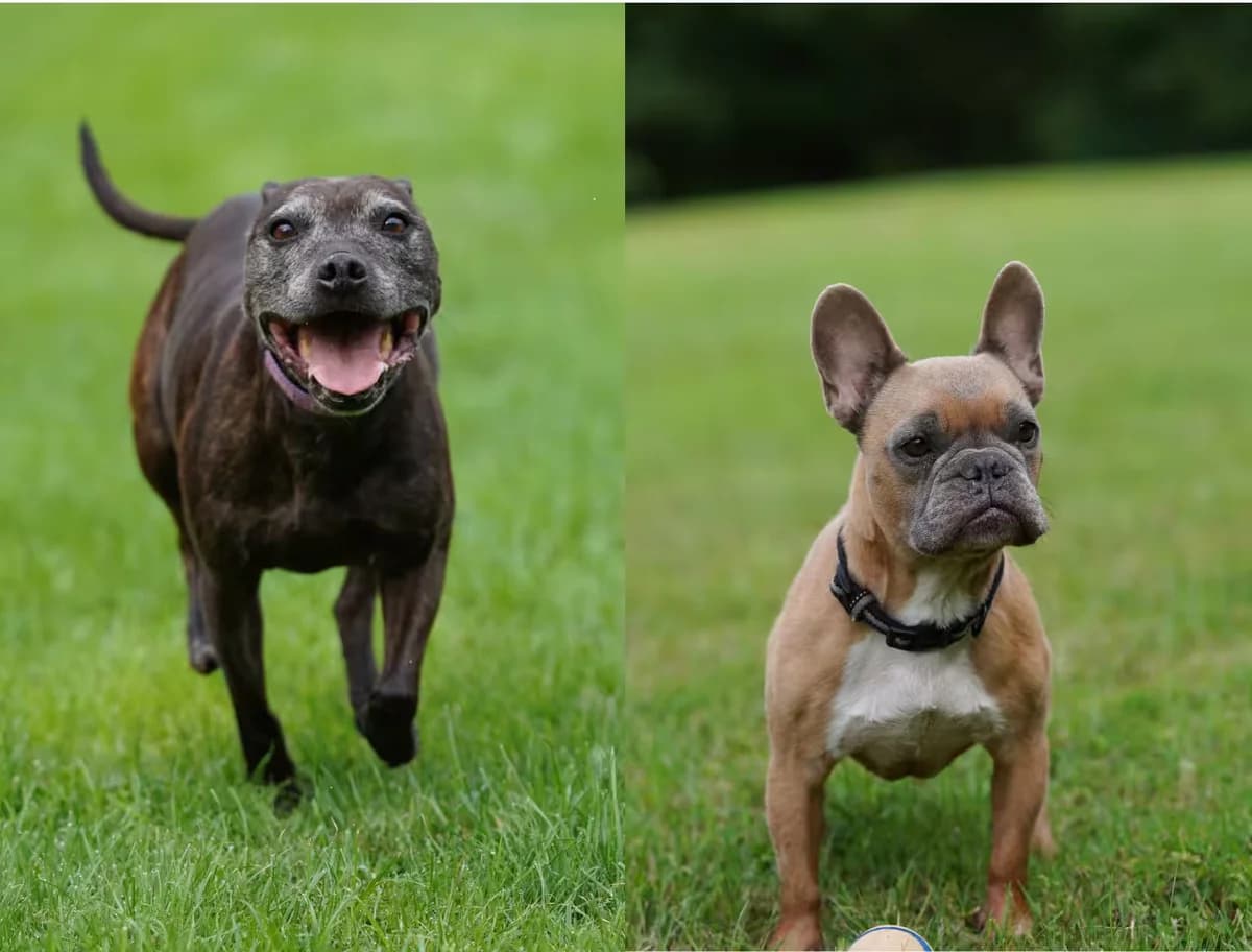 Maisie & Monkey, male senior English Bulldog for adoption at Kit Wilson Trust for Animal Welfare
