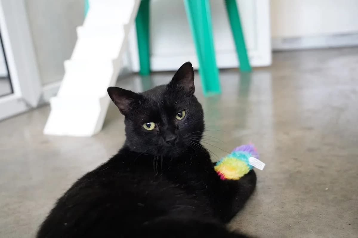 Merlin, male senior Mixed Breed for adoption at Kit Wilson Trust for Animal Welfare