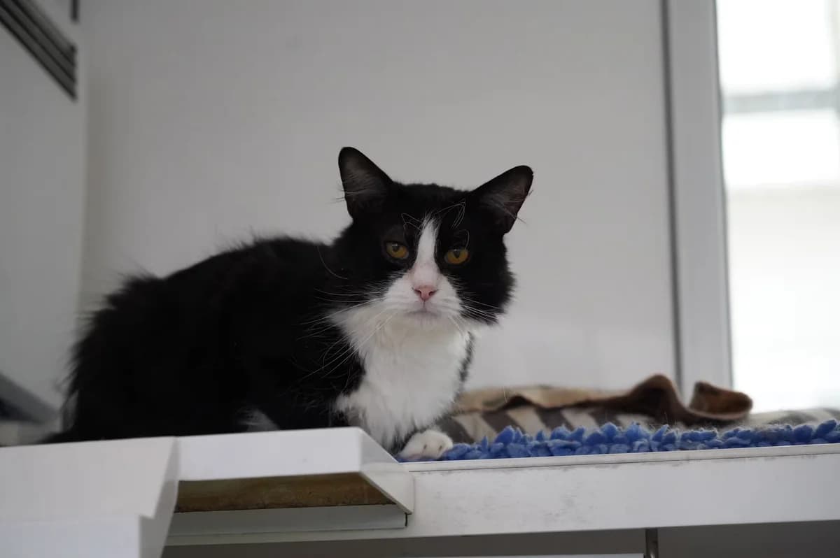 Milo, male 5yo Mixed Breed for adoption at Kit Wilson Trust for Animal Welfare