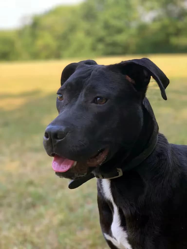 Teela, Staffordshire Bull Terrier for adoption at Kit Wilson Trust for Animal Welfare