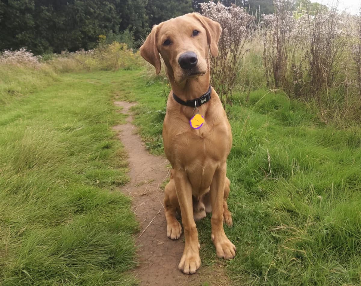 OSCAR, male 3yo Labrador Retriever for adoption at Labrador Lifeline Trust, Tadley