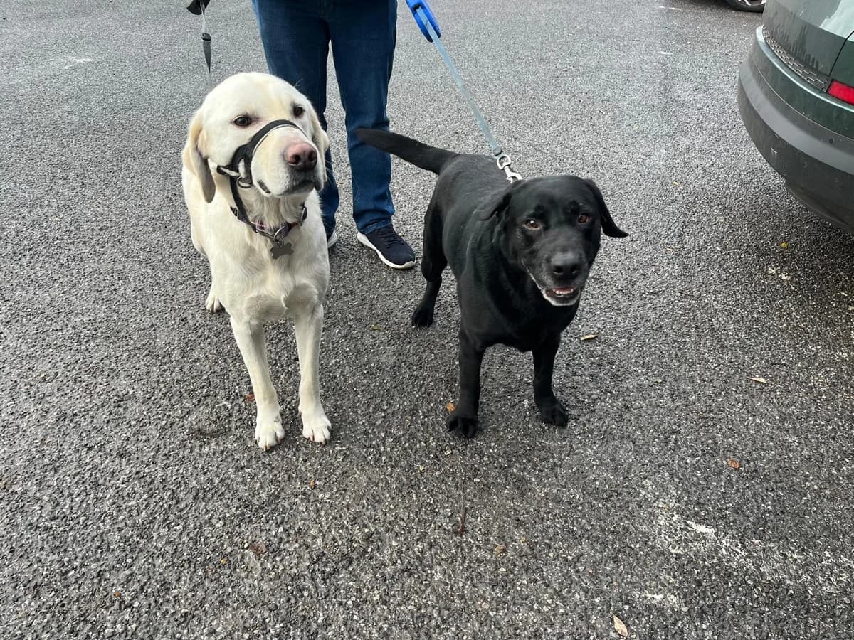 Milo & Toby, female 6yo Labrador Retriever for adoption at Labrador Lifeline Trust, Tadley