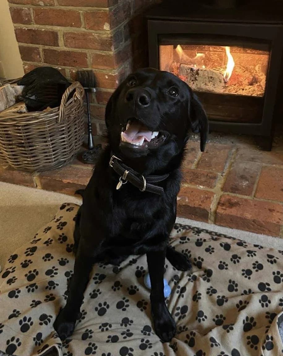 Teddy, male puppy Labrador Retriever for adoption at Labrador Lifeline Trust, Tadley