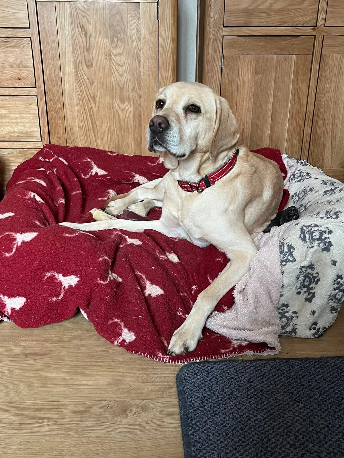 Archie, female 6yo Labrador Retriever for adoption at Labrador Lifeline Trust, Tadley