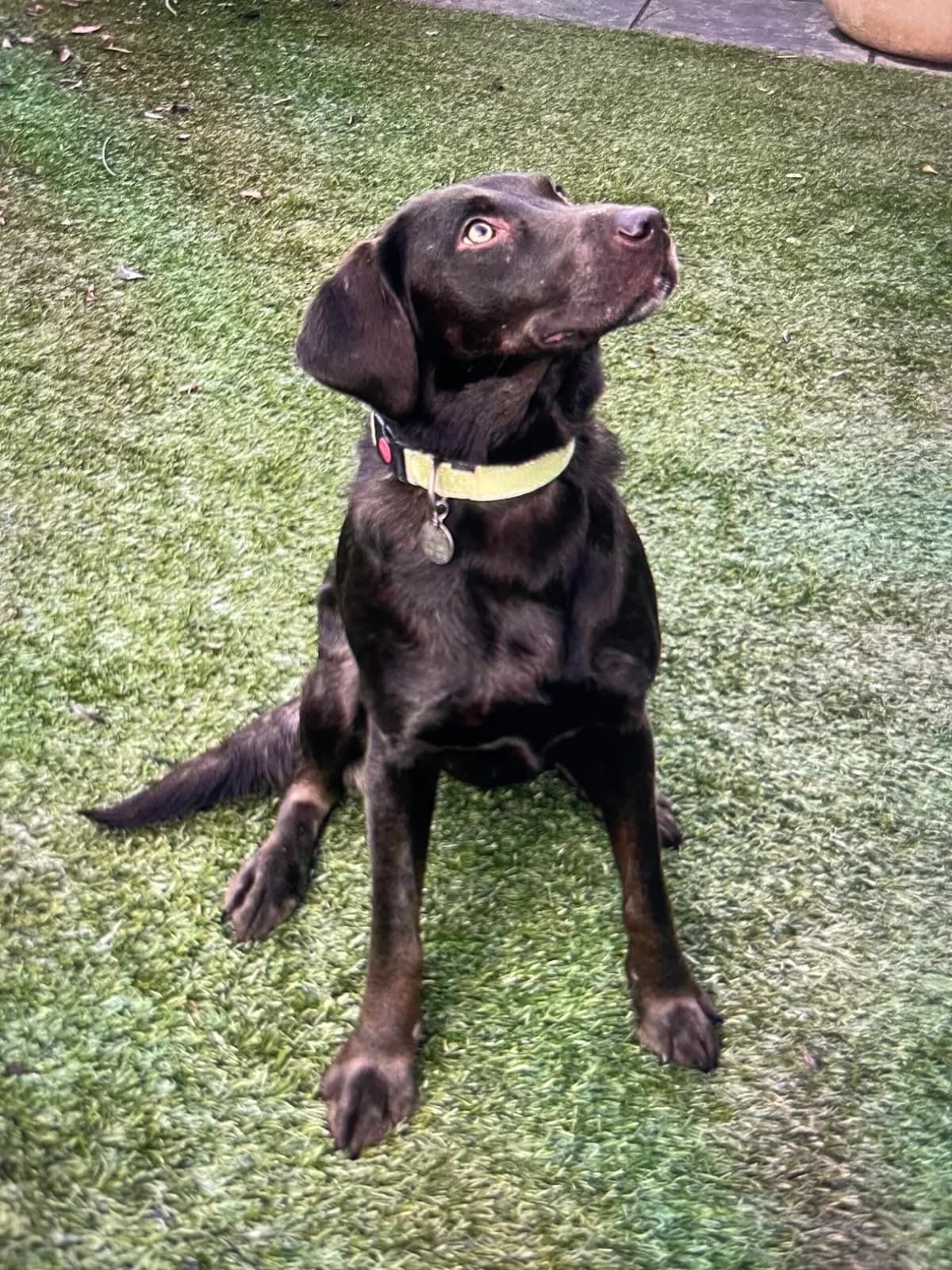 Bella, female 3yo Labrador Retriever for adoption at Labrador Lifeline Trust, Tadley