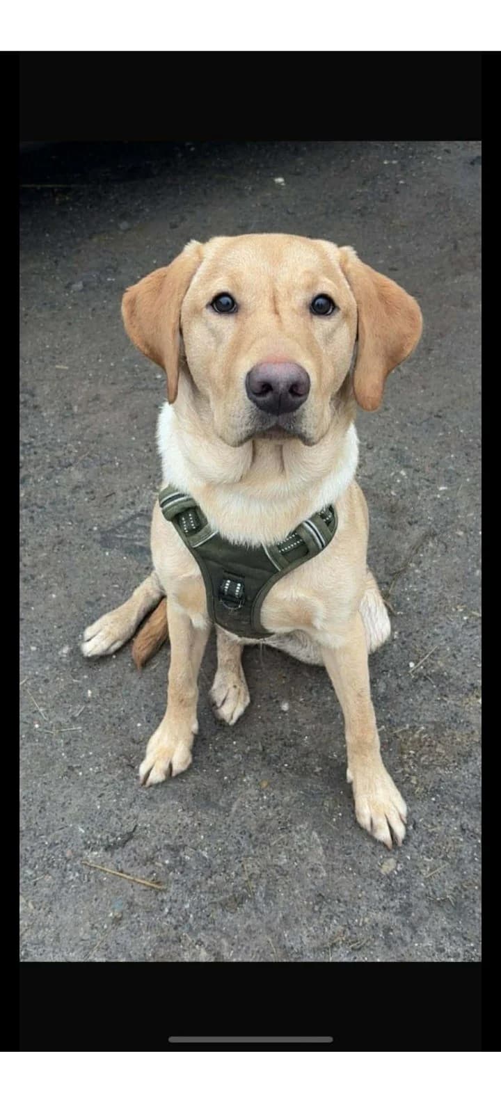 Bruce, male puppy Labrador Retriever for adoption at Labrador Lifeline Trust, Tadley