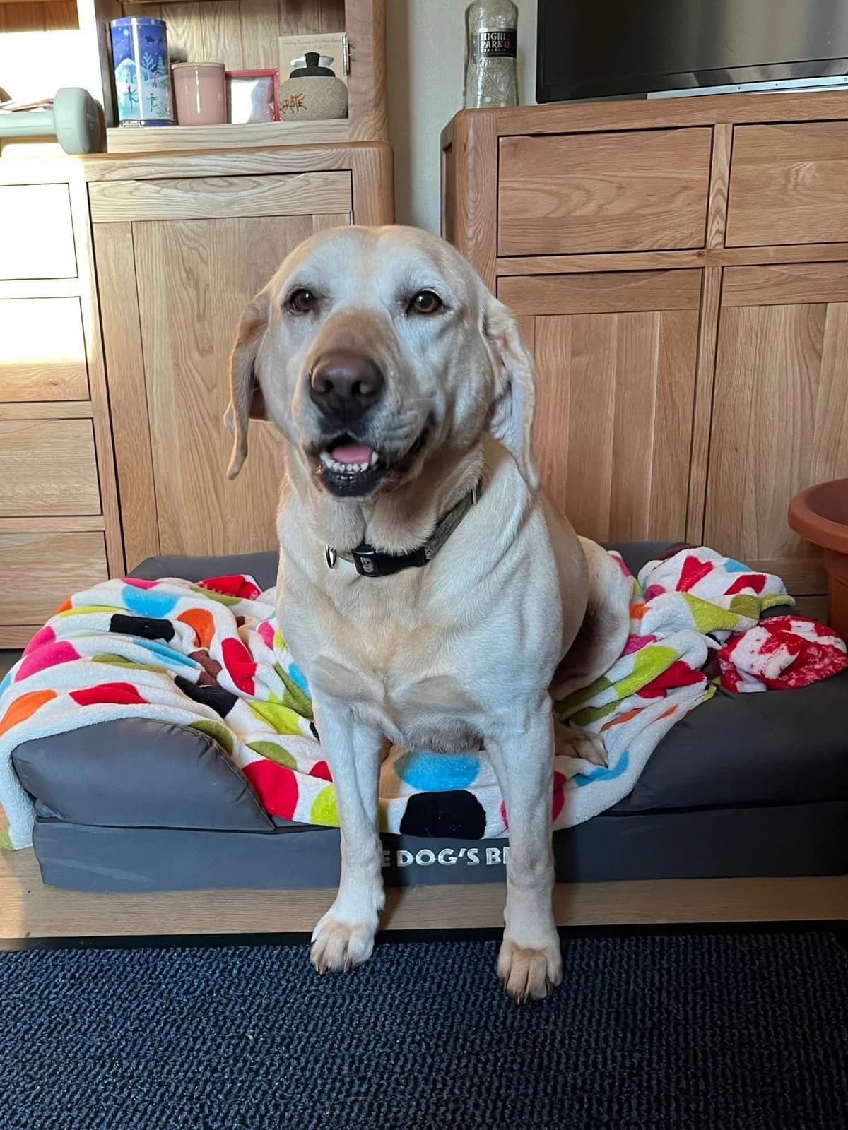 Bella, female senior Labrador Retriever for adoption at Labrador Lifeline Trust, Tadley