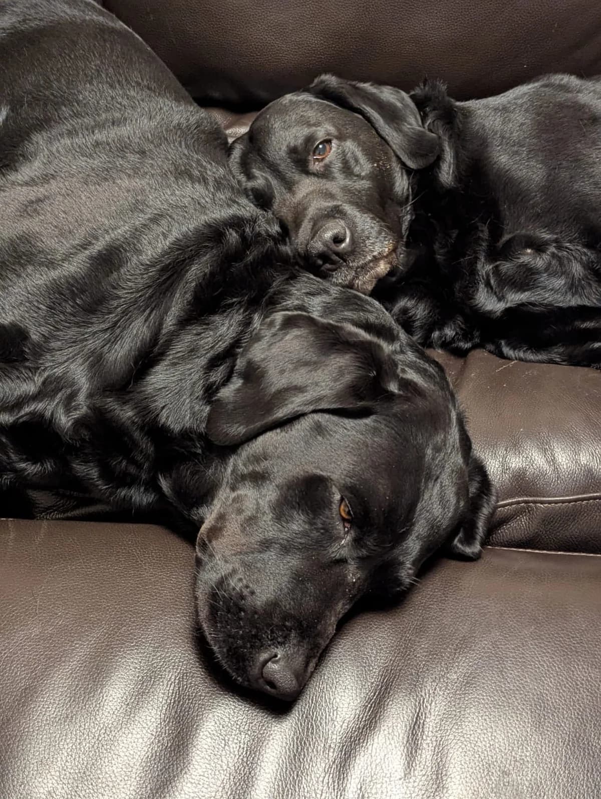 Fletcher & Archie, male 5yo Labrador Retriever for adoption at Labrador Lifeline Trust, Tadley