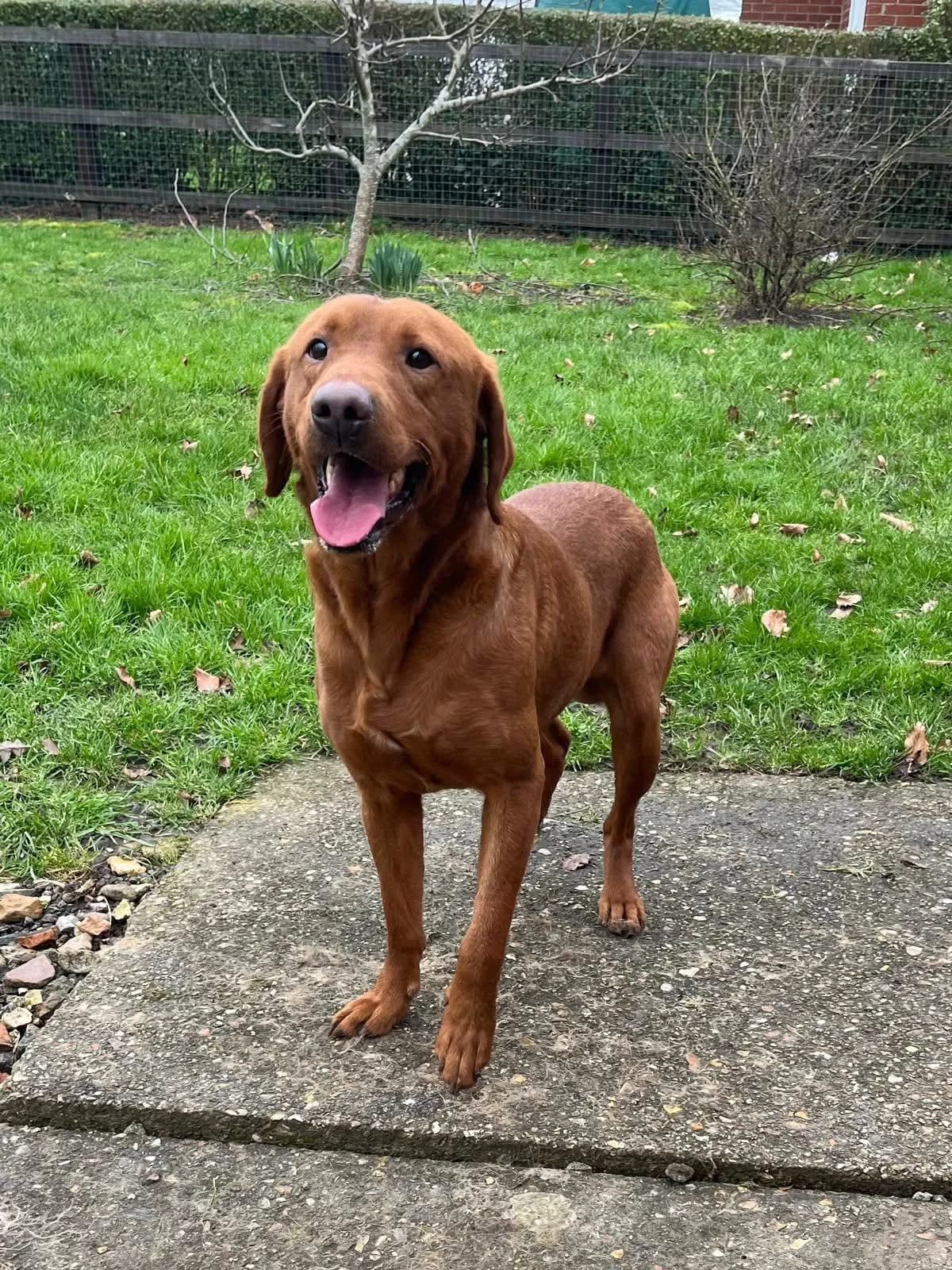 Red, male 3yo Labrador Retriever for adoption at Labrador Lifeline Trust, Tadley