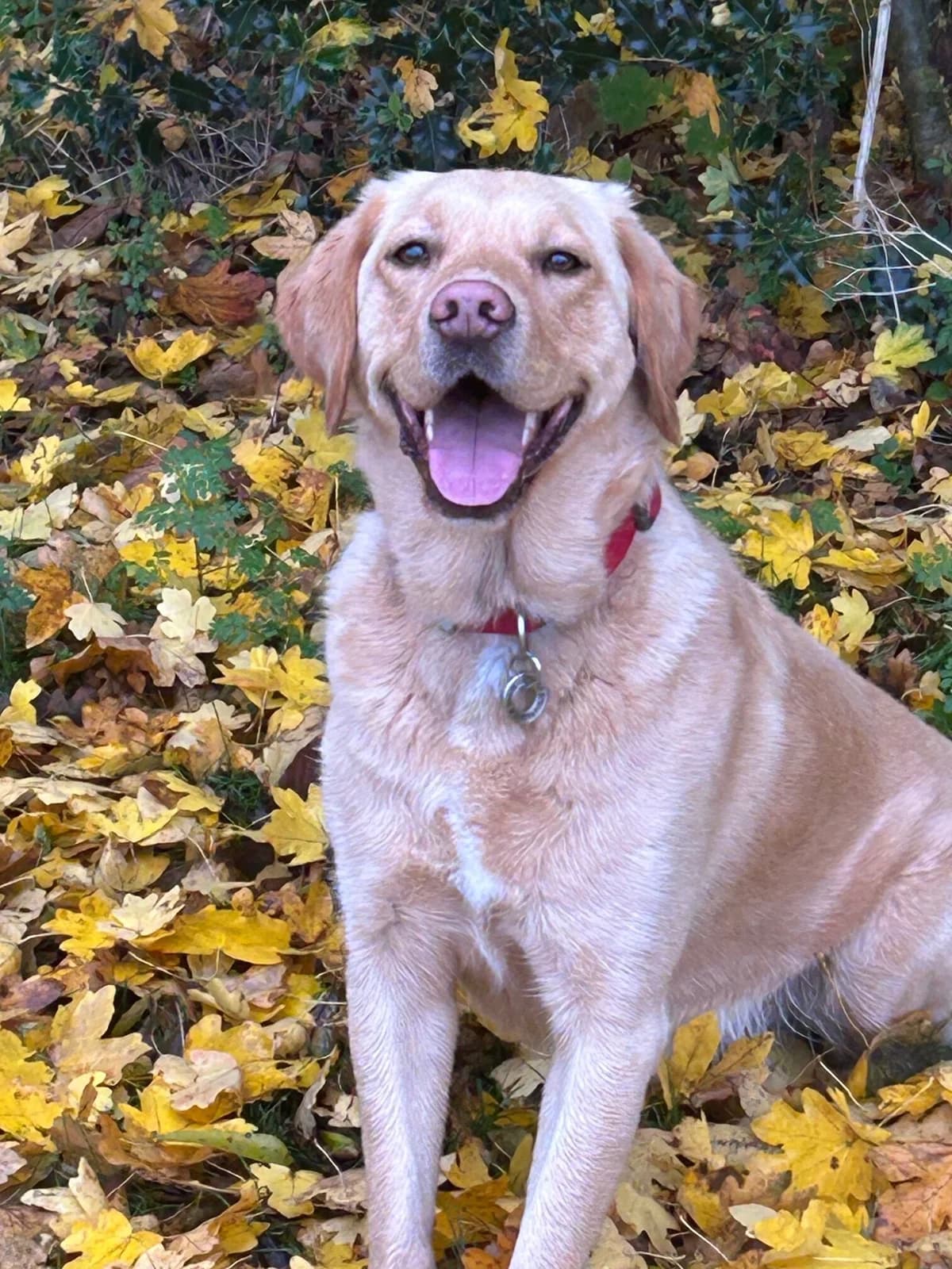Kofi, male 4yo Labrador Retriever for adoption at Labrador Lifeline Trust, Tadley