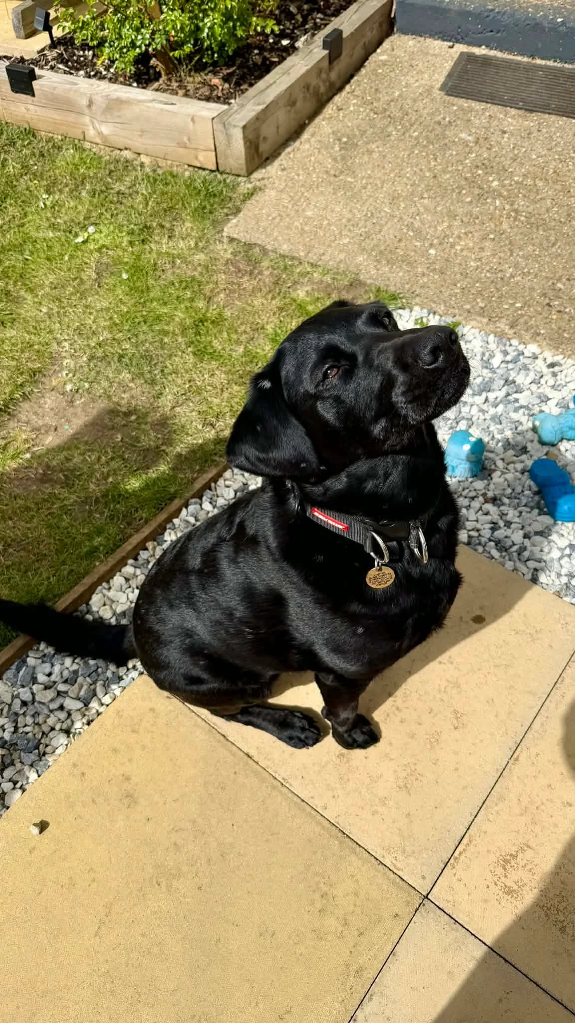 Reggie, male 5yo Labrador Retriever for adoption at Labrador Lifeline Trust, Tadley