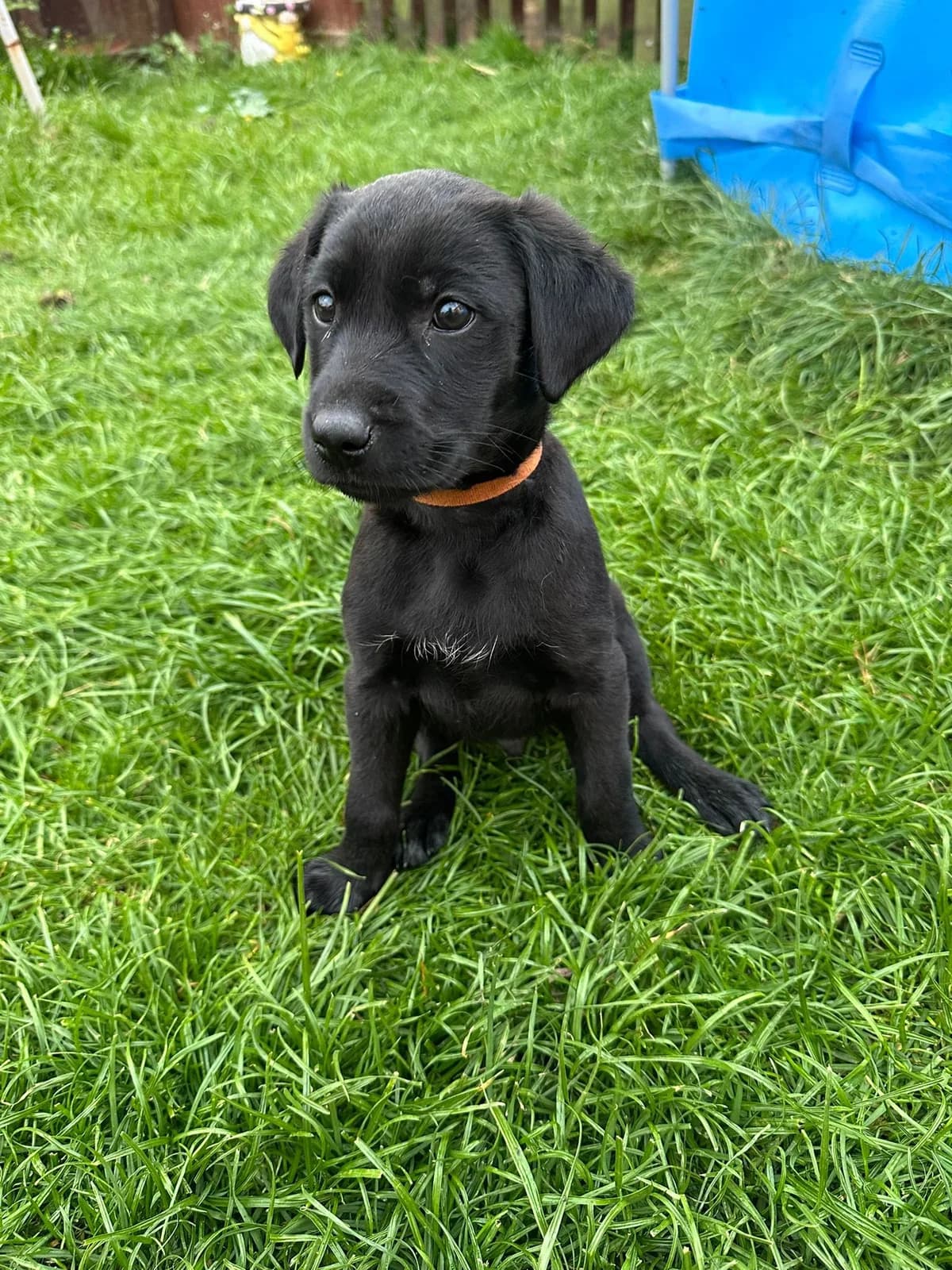 Daisyβs Puppies, male puppy Labrador Retriever for adoption at Labrador Lifeline Trust, Tadley