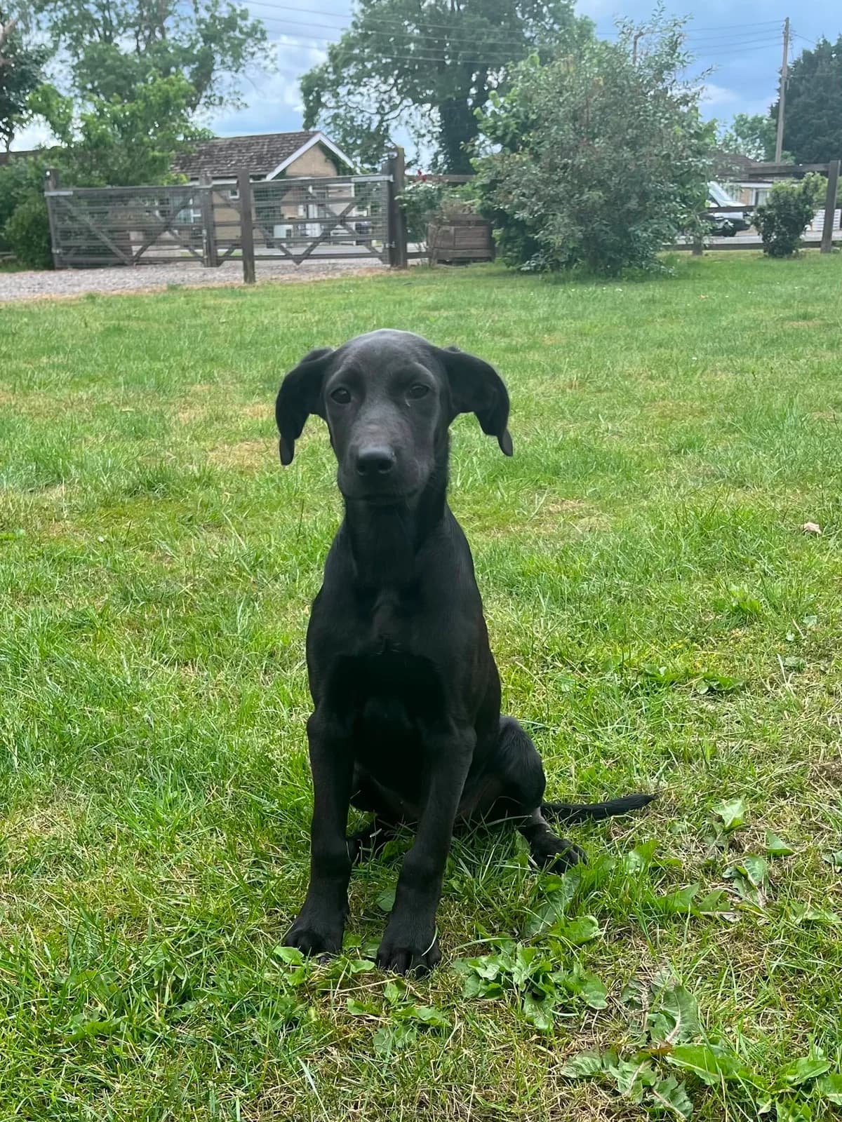 Finn, male puppy Labrador Retriever for adoption at Labrador Lifeline Trust, Tadley