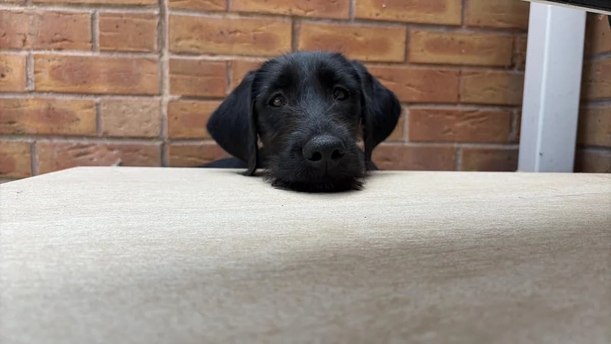 Harry, male puppy Labrador Retriever for adoption at Labrador Lifeline Trust, Tadley