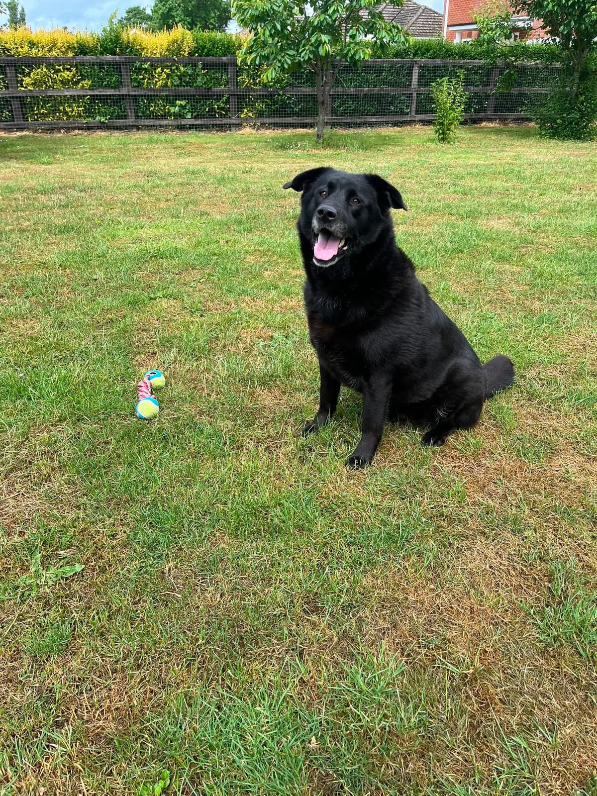 Margot, female 6yo Labrador Retriever for adoption at Labrador Lifeline Trust, Tadley