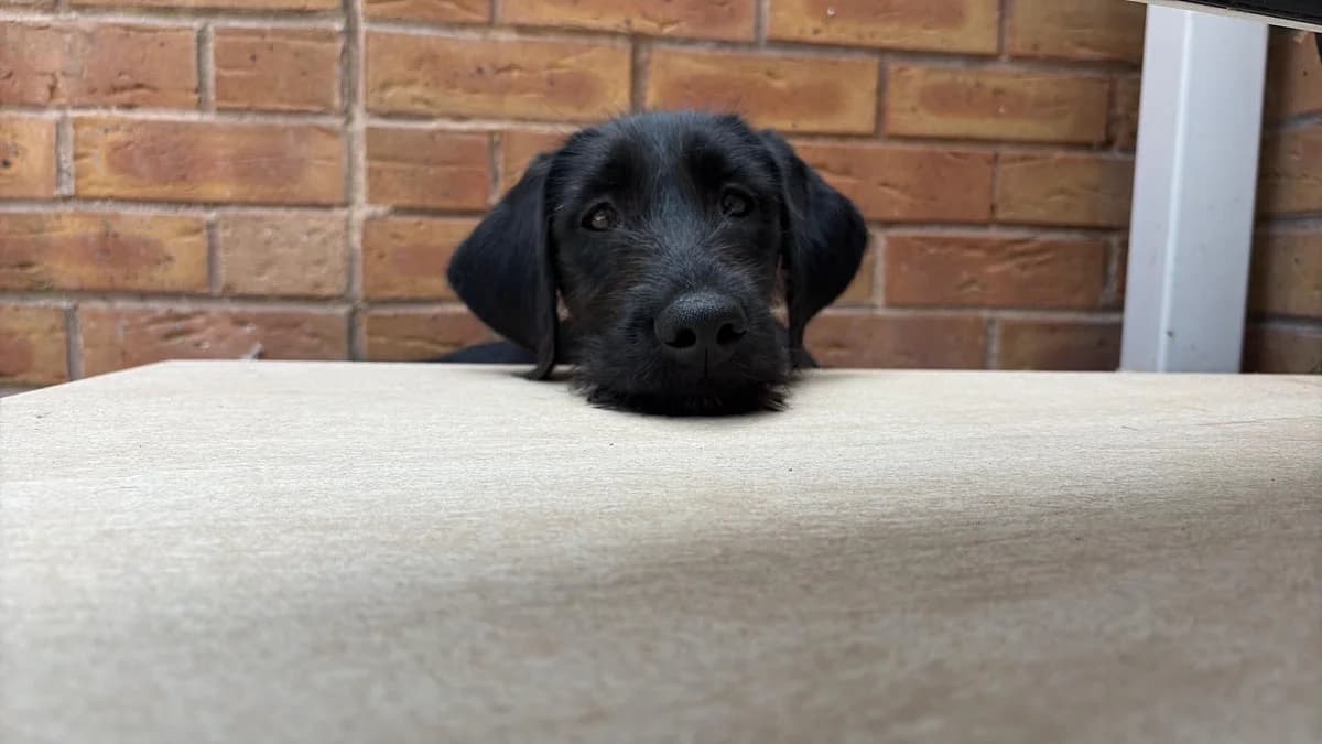 Harry (aka Hagrid), male puppy Labrador Retriever for adoption at Labrador Lifeline Trust, Tadley