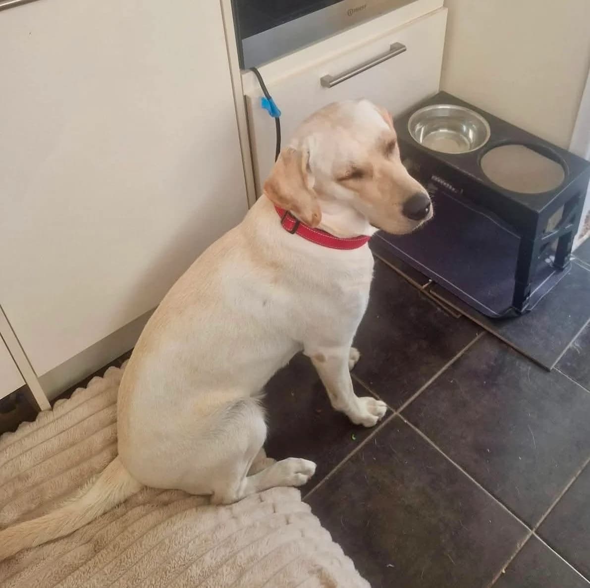 Mel, female puppy Labrador Retriever for adoption at Labrador Lifeline Trust, Tadley