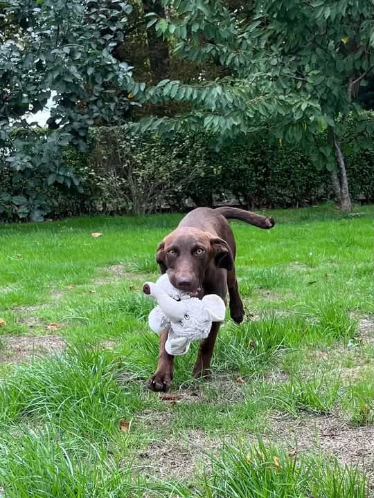 Ben, male puppy Labrador Retriever for adoption at Labrador Lifeline Trust, Tadley