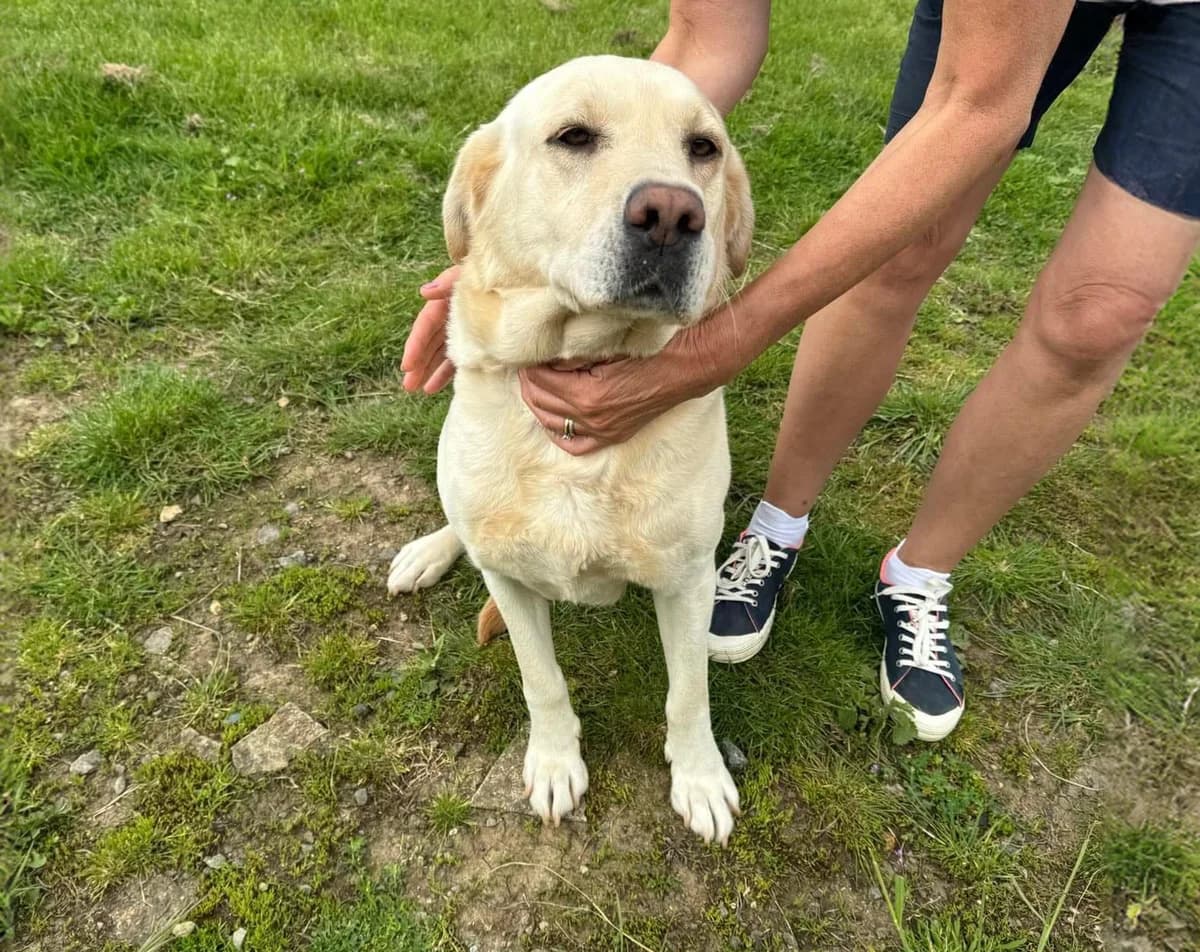 Blond Female, female 5yo Labrador Retriever for adoption at Labrador Lifeline Trust, Tadley