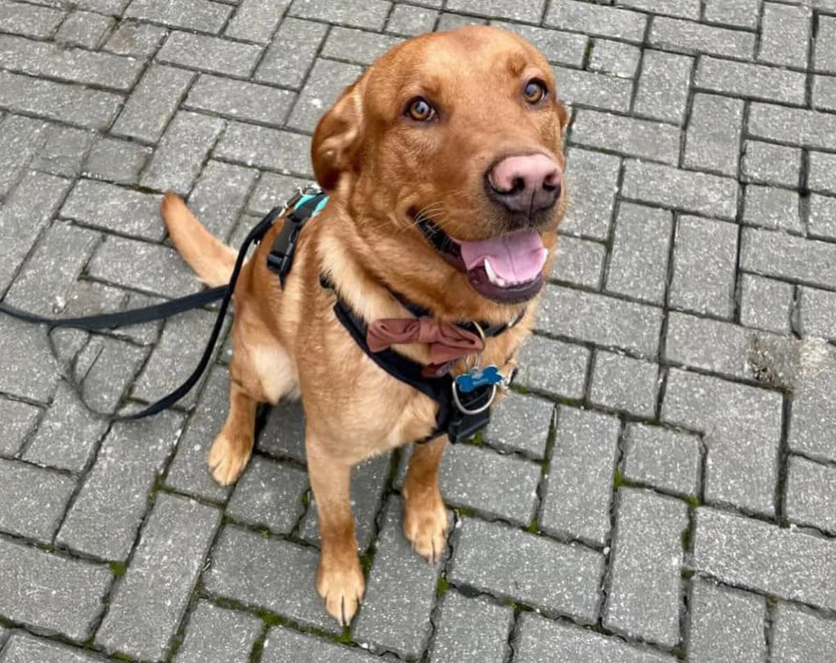 Chester, male young Labrador Retriever for adoption at Labrador Lifeline Trust, Tadley