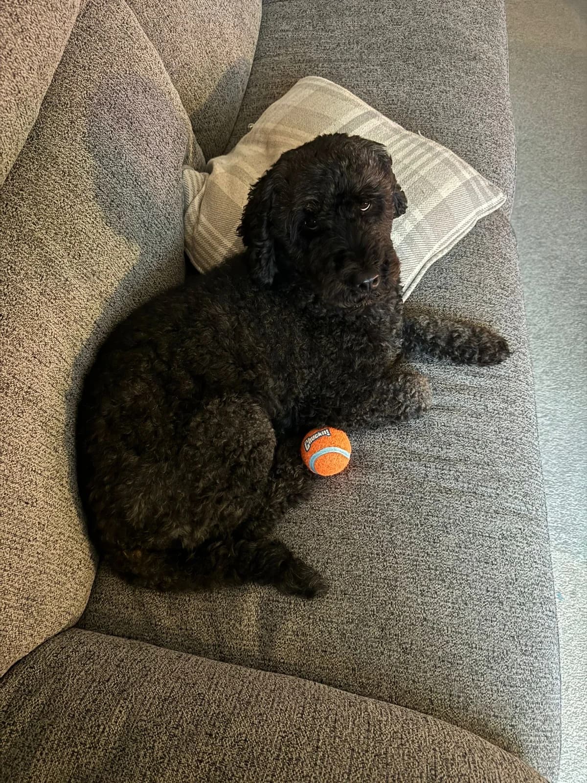 Henry, male 5yo Labradoodle for adoption at Labrador Lifeline Trust, Tadley