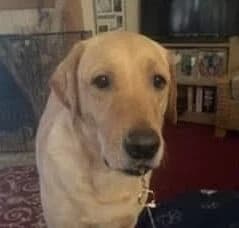 Fogo, male 5yo Labrador Retriever for adoption at Labrador Lifeline Trust, Tadley