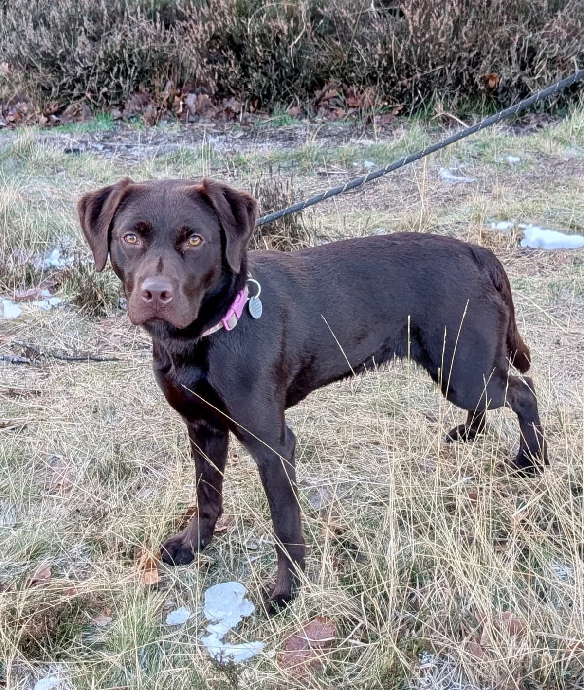 Molly, female puppy Labrador Retriever for adoption at Labrador Lifeline Trust, Tadley