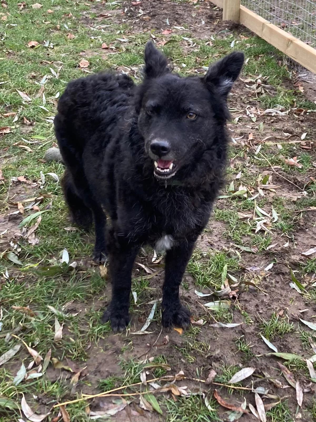 Poppy, female 5yo mixed breed for adoption at Labrador Lifeline Trust, Tadley