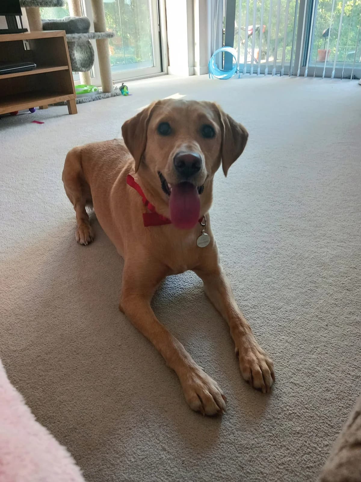 Ruby, female 3yo Labrador Retriever for adoption at Labrador Lifeline Trust, Tadley