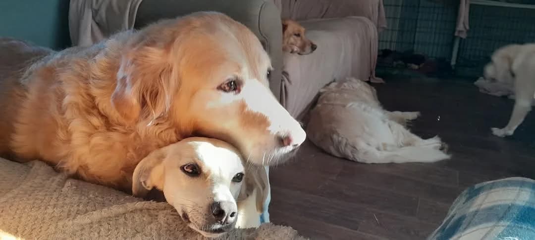 Tilly, female Labrador Retriever for adoption at Labrador Lifeline Trust, Tadley