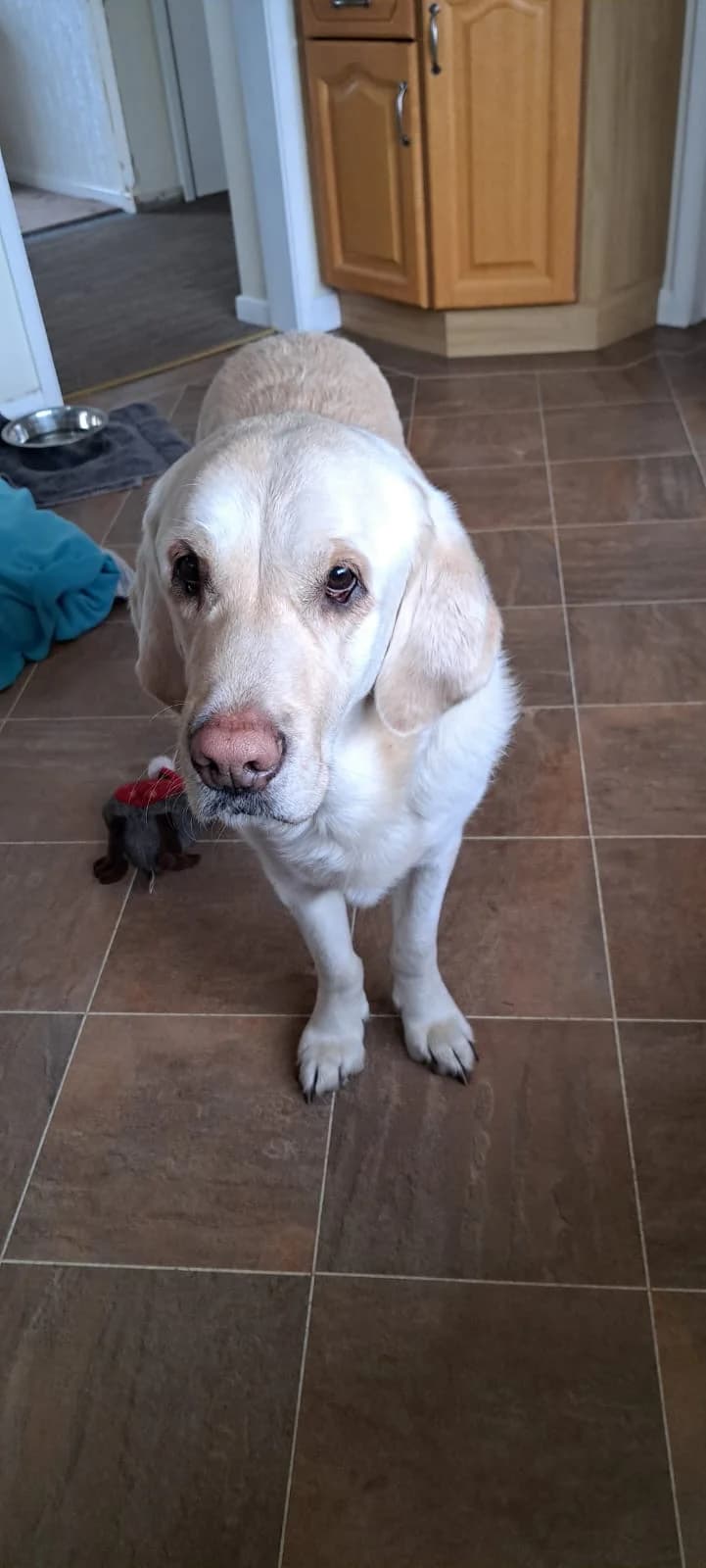 Dexter, male young Labrador Retriever for adoption at Labrador Lifeline Trust, Tadley