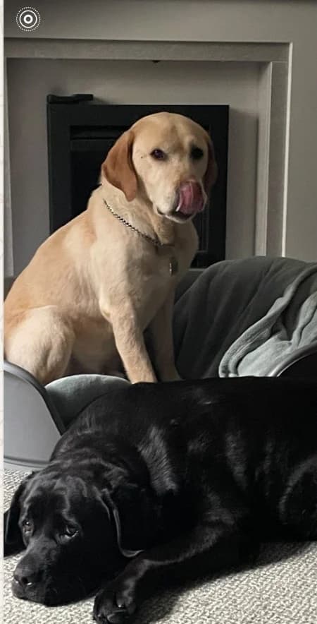 NINA, Mixed Breed for adoption at Labrador Retriever Rescue Southern England