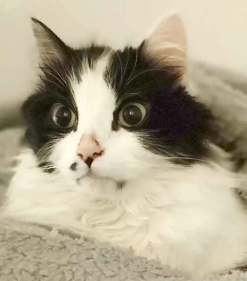 Chloe, female Mixed Breed Cat for adoption at Last Chance Animal Rescue, Edenbridge