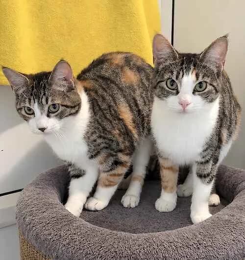Hayley & Holly, puppy Mixed Breed Cat for adoption at Last Chance Animal Rescue, Edenbridge