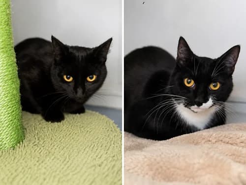 Maple and Coco, 4yo Mixed Breed Cat for adoption at Last Chance Animal Rescue, Edenbridge