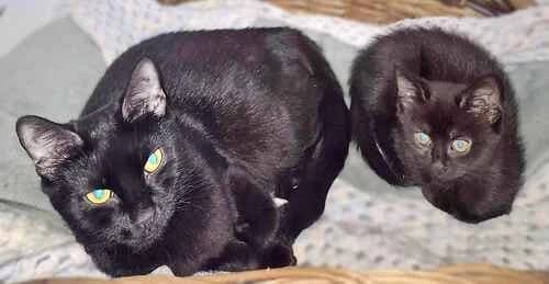 Toothless & Pouncer, puppy Mixed Breed Cat for adoption at Last Chance Animal Rescue, Edenbridge