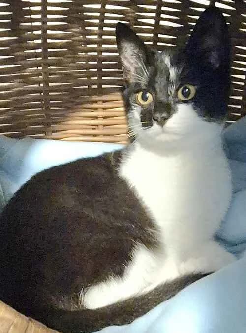 Spice and Bella, puppy Mixed Breed Cat for adoption at Last Chance Animal Rescue, Edenbridge