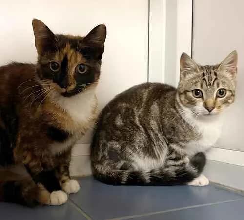 Shabby and Suede, puppy Mixed Breed Cat for adoption at Last Chance Animal Rescue, Edenbridge