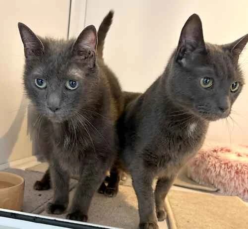 Tom and Jerry, Russian Blue for adoption at Last Chance Animal Rescue, Edenbridge