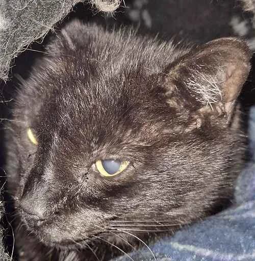Sooty, male senior Mixed Breed Cat for adoption at Last Chance Animal Rescue, Edenbridge