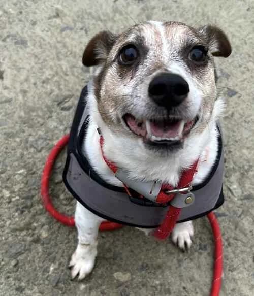 Cobi, male senior Jack Russell Terrier for adoption at Last Chance Animal Rescue, Edenbridge