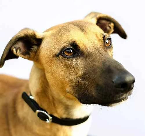 Tito, male Greyhound for adoption at Last Chance Animal Rescue, Edenbridge