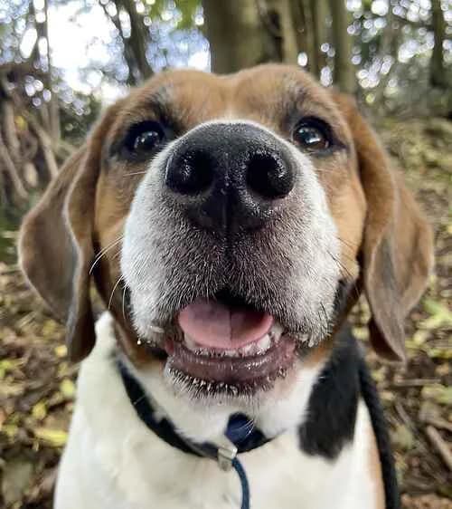 Jake, male senior Beagle for adoption at Last Chance Animal Rescue, Edenbridge