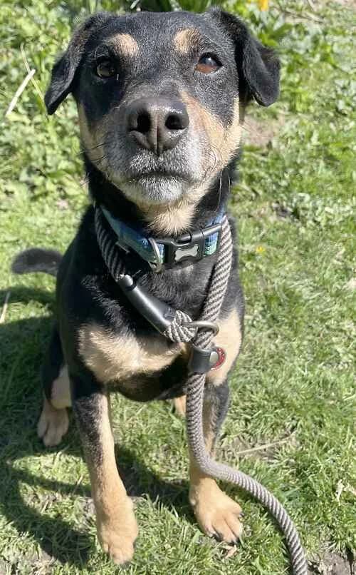 Ian, male Jack Russell Terrier for adoption at Last Chance Animal Rescue, Edenbridge