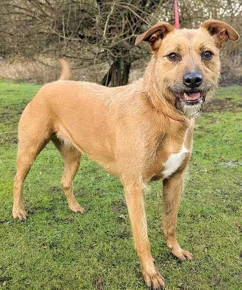 Sally, female 3yo Lurcher for adoption at Last Chance Animal Rescue, Edenbridge