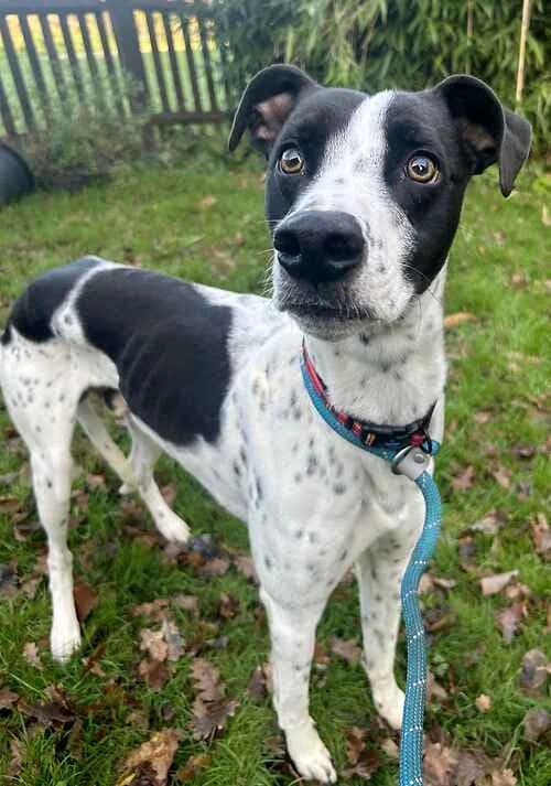 Larry, male Pointer for adoption at Last Chance Animal Rescue, Edenbridge