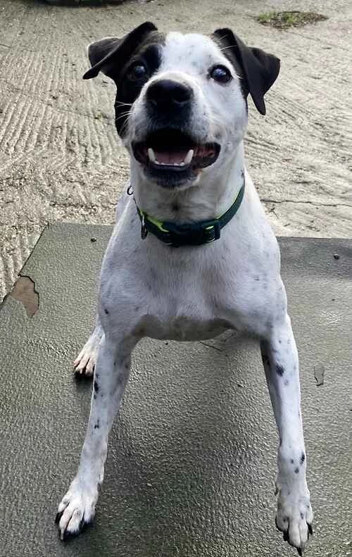 Mallow, male Jack Russell Terrier for adoption at Last Chance Animal Rescue, Edenbridge