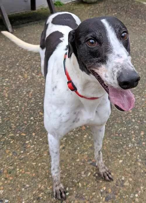 Jack, male 4yo Greyhound for adoption at Last Chance Animal Rescue, Edenbridge
