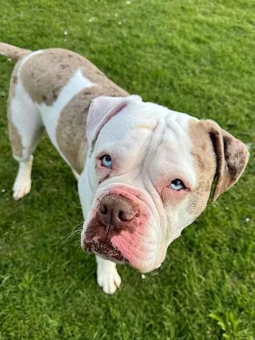 Danny Boy, male senior English Bulldog for adoption at Last Chance Animal Rescue, Edenbridge