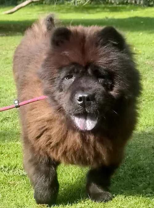 Dennis & Alice, female senior Chow Chow for adoption at Last Chance Animal Rescue, Edenbridge